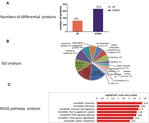 Figure 5 (A) Quantitative information, (B) GO analysis, (C) KEGG pathway enrichment analysis of differential proteins in LBW/NBW.