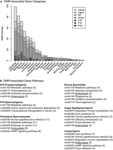 Figure 9. DMR associated gene categories and pathways. (a) The DMR associated gene functional categories are presented for each stage of development, indicated in the inset, with number of DMRs for each category. (b) The DMR associated gene pathways for each developmental stage with the pathway indicated and number of genes in brackets.