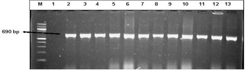 Figure 4 A representative gel electrophoresis profile of some β- Lactam resistant genes detected in DEC and Salmonella isolates. Lane (M) molecular weight marker (100 bp DNA ladder, Thermo Scientific), lane 1: negative control, lane 2 to 13: some of the representatives of the genetic expression of blaTEM (690 bp) from the β-Lactams -resistant DEC.