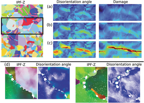 Figure 7. IPF-Z map of the CPFE model used in damage simulation. The evolution of crystallographic orientation (shown by disorientation angle) is compared with damage for (a) 10%, (b) 12.5%, and (c) 17.5% for the CPFE model. (d) The IPF-Z EBSD map of the damaged sample, which is compared with the variation in crystallographic orientation (shown by disorientation angle) at different locations with respect to the mean grain orientation.