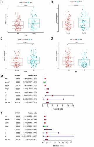 Figure 4. The prognostic value of Rad51 in HCC. Expression of Rad51 correlated significantly with clinical stage (a), pathologic T stage (b), grade (c) and age (d). Univariate COX analysis (e) and multivariate COX analysis (f) revealed the correlation between Rad51 and clinicopathological features in HCC patients