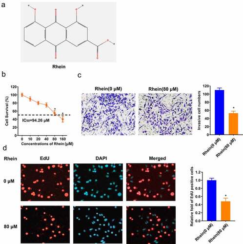 Figure 1. Rhein suppressed MGC-803 cell proliferation and invasion. A. structure of Rhein. B. MGC-803 cells were treated with 0, 10, 20, 40, 60, 80, 160 μM Rhein. after 48 hours, IC50 value for Rhein dose response was calculated by MTT assay. C. MGC-803 cells were treated with 0, 80 μM Rhein, MGC-803 cell invasion was detected using transwell assay. D. EdU-staining was applied to detect MGC-803 cell proliferation. EdU-positive cells of MGC-803 cells after 0, 80 μM Rhein treatment for 48 h (×100). EdU was in red. DAPI was in blue. *p < 0.05.