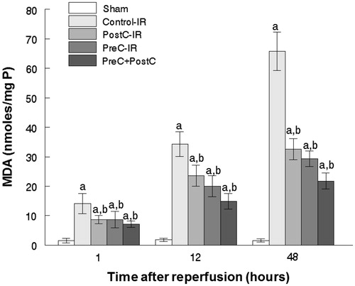 Figure 3. Thiobarbituric acid-reactive substances-malondialdehyde (MDA) in ischemic and non-ischemic liver samples (mean ± SD, n = 7) ((a) p < 0.05 when compared with the sham group; (b) p < 0.05 when compared with the control-IR group).