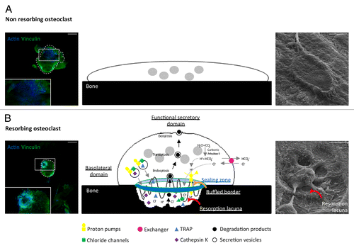 Figure 1. Resorption function of osteoclasts. Actin (blue) and vinculin (green) immunofluorescent staining (Axioplan2/LSM 510 META confocal microscope, Zeiss, left), schemes (middle), and scanning electron micrographs (S4000 scanning microscope, Hitachi, right) showing spread non-resorbing osteoclasts (A) and polarized resorbing osteoclasts (B) on bone. Polarized osteoclasts are characterized by 4 domains called sealing zone, ruffled border, basolateral domain, and functional secretory domain. Carbonic anhydrase II generates protons (H+) and HCO3-/Cl- exchangers increase chloride ions (Cl-) concentration in the osteoclasts cytoplasm while maintaining electroneutrality. Inside the sealing zone (blue and green circle), proton pumps and chloride channels export these ions to acidify the surface in contact with the ruffled border (orange curved arrow). As a consequence, the mineral component of bone matrix is dissolved allowing phosphatases and proteolytic enzymes such as TRAP and Cathepsin K to degrade the organic component of bone, therefore creating a resorption lacuna (red curved arrows). Bone degradation products are endocytosed, transported by transcytosis (black arrows) and evacuated at the functional secretory domain by exocytosis. Scale bars = 15 µm.