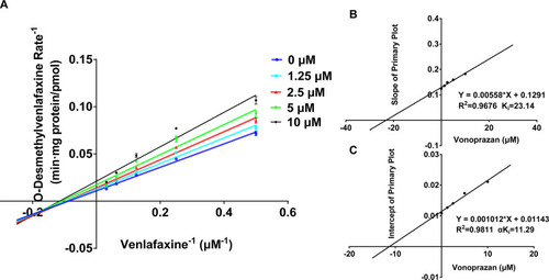 Figure 4 Lineweaver–Burk plots for vonoprazan inhibition of venlafaxine in rat livers microsomes. Data shown are the mean ± standard deviation of triplicate experiment. (A) Lineweaver–Burk plots for vonoprazan (0, 1.25, 2.5, 5, 10 μM) inhibition of venlafaxine (2, 4, 6, 8 μΜ) in rat livers microsomes. (B) Slope of Primary Plot. (C) Intercept of Primary Plot.
