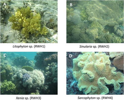 Figure 2. Collected soft corals endogenous to the eastern Red Sea side at Al Rayyis White Head, KSA.
