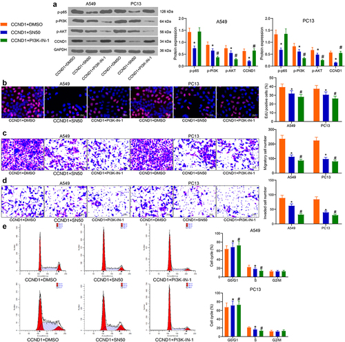 Figure 6. Depletion of NF-κB or the PI3K/AKT pathway abrogates the oncogenic roles of CCND1 on lung cancer cell proliferation and cell cycle progression. (a) the protein expression of CCND1 and the extent of p65, PI3K and AKT phosphorylation by Western blot; (b) the proliferative activity of lung cancer cells examined by EdU; (c) cell migration activity examined by Transwell assay; (d) cell invasion activity examined by Transwell assay; (e) the cell cycle examined by flow cytometry. Error bars represent standard deviations of the means of three biological replicates. Values represent means ± SD. *p < 0.05, #p < 0.05. Results were analyzed by two-way ANOVA, followed by Tukey’s post hoc tests.