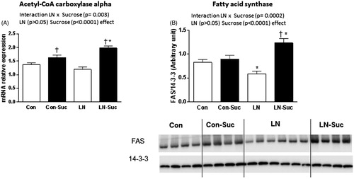 Figure 2. Effect of early-life limited nesting (LN) exposure and sucrose diet on hepatic lipid synthesis markers. (A) Acetyl-CoA carboxylase alpha (Acacia) mRNA expression. (B) Fatty acid synthase (FAS) protein expression. Measured in liver of female offspring aged 15 weeks after 16 h fasting. Con: controls (no LN); Suc: sucrose diet. Data are mean ± S.E.M; two-way ANOVA followed by LSD, n = 9–17/group. Post-hoc analysis performed when a significant interaction between diet and LN present. †p < 0.05 versus rats consuming only chow (diet effect). *p < 0.05 versus control rats consuming the same diet (LN effect).