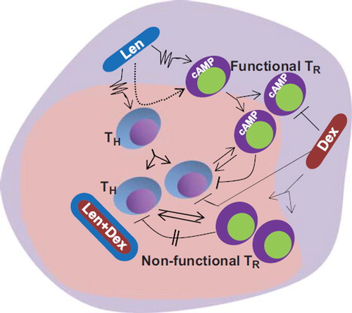 Figure 1. Possible mechanisms of action of lenalidomide and dexamethasone in vivo. Lenalidomide (Len) stimulates immune effector cells that in turn transform to Tregs (TR) to secure immune homeostasis. Dexamethasone (Dex), which induces proliferation of Tregs, also blocks the cAMP signaling pathway, resulting in the production of Tregs that are non-functional as suppressors of immune function. In the presence of a combination of Len and Dex it is possible that the non-functional Tregs fail to block the immune effector functions induced by Len, thus causing a sustained antitumor immune reaction.