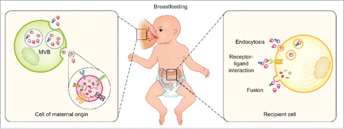 Figure 4. The role of breastmilk extracellular vesicle (EV) long non-coding RNA (lncRNA) in maternal-infant cell-cell communication: A conceptual model. [Left] Human breastmilk contains a mixture of diverse components, including EVs loaded with maternal lncRNAs. [Right] The EV-encapsulated lncRNAs, e.g. CRNDE, DANCR, GAS5, SRA1, and ZFAS1, which are involved in processes such as cell cycle control, apoptosis, immune cell regulation, steroid hormone signaling, adipogenesis, glucose, and lipid metabolism, can be delivered to the infant and have direct effects in the gastrointestinal tract. Absorption through intestinal epithelial cells is also thought to occur, allowing breastmilk-derived lncRNAs to reach various organs and a repertoire of cells via the systemic circulation of the infant and potentially perform functions, such as developmental programming and immunoprotection.