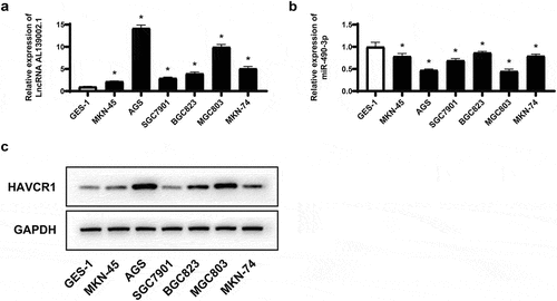 Figure 2. LNCRNA AL139002.1 and HAVCR1 expression increased, miR-490-3p expression decreased in GC cell lines. qRT-RCR was applied to detect the relative expression of lncRNA AL139002.1 (a) and miR-490-3p (b) in GC cell lines (MKN-45, AGS, BGC823, SGC7901, MGC803, MKN74) and (GES-1). (c) Western blot of HAVCR1 proteins in GC cell lines (MKN-45, AGS, BGC823, SGC7901, MGC803, MKN74) and (GES-1)