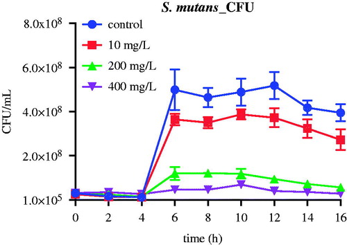 Figure 6. The effect of nMST-Au(III) on CFUs of Sm after 16 h. High concentration is the most effective concentration against Sm growth curve.