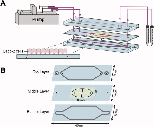 Figure 1. Schematic representation of the gut-on-chip system.