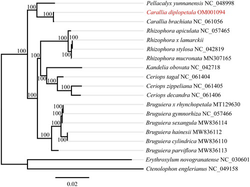 Figure 1. Phylogenetic tree of Carallia diplopetala using maximum likelihood method. Numbers on each node indicated the bootstrap support values after 1000 replicates. The following sequences were used: Ceriops tagal NC_061404, Ceriops zippeliana NC_061405, Ceriops decandra NC_061406 (Ruang-areerate et al. Citation2022); Pellacalyx yunnanensis NC_048998 (Zhang et al, Citation2019); Kandelia obovata NC_042718 (Chen et al. Citation2019); Rhizophora stylosa NC_042819 (Li et al. Citation2019); Rhizophora x lamarckii NC_046517, Rhizophora stylosa NC_042819, Rhizophora mucronate MN307165, Rhizophora apiculate NC_057465, Bruguiera cylindrica MW836110, Bruguiera hainesii MW836112, Bruguiera parviflora MW836113, Bruguiera sexangular MW836114, Bruguiera gymnorhiza NC_057466, Carallia brachiate NC_061056, Carallia diplopetala OM001094 (this study), Erythroxylum novogranatense NC_030601 and Ctenolophon englerianus NC_049158 (Wang et al. Citation2019).