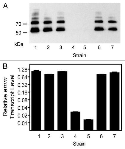 Figure 2. Inconsistent effect of sagA deletion on emm expression in MGAS5005 and MGAS2221. Western blot detecting the production of the M protein (A) and relative levels of emm transcript (B) in the following strains: 1, MGAS5005; 2, MGAS5005ΔsagA; 3, MGAS2221; 4, MGAS2221ΔsagA-1; and 5, MGAS2221ΔsagA-2; 6, MGAS2221ΔsagA-3; 7, MGAS2221ΔsagA-4. Strains 2, 4, and 5 were obtained using THY broth for GAS growth, and strains 6 and 7 were obtained using THY agar plates for GAS growth during the deletion process. Levels of emm mRNA were normalized to that of corresponding wild-type strain.