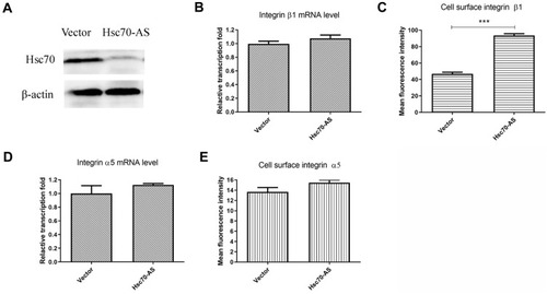 Figure 2 Analysis of the cell surface expression and transcription of integrin β1 and α5 subunits in Hsc70-AS/U87 and Vector/U87 cells. (A) The down-regulation of Hsc70 was confirmed by immunoblotting. (B) RT-PCR analysis of the transcription of integrin β1 in Hsc70-AS/U87 and Vector/U87 cells. (C) Hsc70-AS/U87 and Vector/U87 cells were subjected to analysis with FACS of cell surface integrin β1 subunit. (D) RT-PCR analysis of the transcription of integrin α5 in Hsc70-AS/U87 and Vector/U87 cells. (E) Hsc70-AS/U87 and Vector/U87 cells were subjected to analysis with FACS of cell surface integrin α5 subunit. Data were expressed as the mean±SEM from three independent experiments, ***P<0.001.