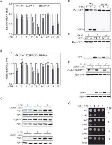 Figure 4. Ccr4-Not is required for sufficient autophagy under nitrogen-starvation conditions. (A) WT and ccr4∆ cells were grown in YPD until mid-log phase, and then starved for nitrogen for 2 h. The mRNA levels were quantified and shown as in Figure 1A. Mean ± SEM, n ≥ 3 independent experiments. Student’s t-test; *p < 0.05, **p < 0.01, ****p < 0.0001, ns, not significant. (B) Ccr4-AID cells were grown in YPD to mid-log phase and pre-treated with either DMSO or 300 μM IAA for 30 min, then they were shifted to SD-N for 1 h in the presence of either DMSO or IAA. The mRNA levels of individual ATG genes were quantified by RT-qPCR and normalized to the DMSO treatment group (set to 1). Mean ± SEM, n = 4 independent experiments. Student’s t-test; **p < 0.01, ***p < 0.001, ns, not significant. (C) Ccr4-AID cells were grown in YPD medium to mid-log phase and pre-treated with either DMSO or 300 μM IAA for 30 min (-N, 0 h), then they were shifted to SD-N for the indicated times in the presence of either DMSO or IAA. Atg1, Atg8, and Atg9-PA protein levels were measured by western blot; representative images are shown. (D and E) WT and ccr4∆ cells in which either PGI1 or FBA1 was chromosomally tagged with GFP were grown in YPD to mid-log phase (-N, 0 h) and shifted to SD-N for the indicated times. Autophagy activity was measured by the (D) Pgi1-GFP processing assay or (E) Fba1-GFP processing assay; representative images are shown. (F) Ccr4-AID Pgi1-GFP cells were grown in YPD to mid-log phase and pre-treated with either DMSO or 300 μM IAA for 30 min (-N, 0 h), then they were shifted to SD-N for the indicated times in the presence of either DMSO or IAA. Autophagy activity was measured by the Pgi1-GFP processing assay; a representative image is shown. (G) WT and ccr4∆ cells were grown in YPD to mid-log phase and then shifted to SD-N for the indicated times. The indicated dilutions were grown on YPD plates for 3 days.