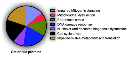 Figure 2. Senescence-associated phenotypes likely regulated by SAPD targets. Normal human fibroblasts, 10 d after infection with H-RasV12, were treated 18 h with DMSO (control) or 20 µM MG132 (Sigma-Aldrich). Then, cells were harvested, and protein extracts were analyzed by liquid chromatography-tandem mass spectrometry (LC-MS/MS) for phosphoproteomics. Almost 3000 phosphopeptides from 1018 proteins were enriched. A FatiGO single enrichment analysis with the Babelomics 4.3 platform was perform in order to identify Gene Ontology (GO), Kyoto Encyclopedia of Genes and Genomes (KEGG), and Reactome terms significantly enriched. The terms related to a senescence phenotype and their associated peptides (398 proteins) were grouped into the indicated phenotypes.