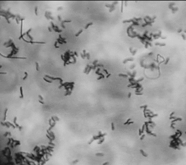 Figure 1. In vitro evaluation of the adhesion potential of L. gasseri G7 on Caco-2 cell line.