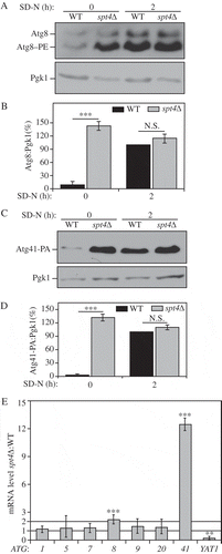 Figure 1. Spt4 negatively regulates ATG8/Atg8 and ATG41/Atg41 expression in growing conditions. (A-D) Analysis of Atg8 and Atg41 protein levels. Protein extracts were generated from (A) wild-type (TVY1, pep4∆) and spt4∆ (WXY100, pep4∆) cells, or (C) wild-type (ZYY108) and spt4∆ (WXY114) cells expressing Atg41-PA, after growth in YPD to mid-log phase (growing conditions) and shifted to SD-N medium for 2 h (nitrogen starvation). Western blots were probed with anti-Atg8, anti-PA and anti-Pgk1 (loading control) antisera or antibodies. (B and D) Quantitative analysis of Atg8 and Atg41 protein levels, respectively. The protein level of either Atg8 or Atg41-PA after 2 h of starvation was set as 1 and other values were normalized; the error bar represents the SEM of at least 3 independent experiments. N.S., not significant, ***, p < 0.005. (E) Wild-type (WLY176) and spt4∆ (WXY105) cells were cultured until mid-log phase and collected in growing conditions. mRNA levels were quantified by RT-qPCR. The mRNA level of different ATG genes and YAT1 (negative control) in spt4∆ cells were normalized to that of the corresponding genes in wild-type cells, which was set as 1. Error bars represent the SEM of at least 3 independent experiments; two-tailed t test was used for statistical significance. p values are reported for the comparison between WT and spt4∆ strains in growing conditions. **, p < 0.01; ***, p < 0.005.