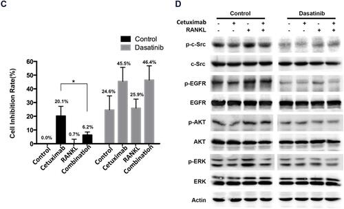 Figure 5 The effect of dasatinib on RANKL-induced cetuximab resistance in SGC-7901 cells.