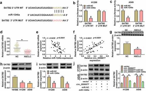 Figure 5. SATB2 acted as a miR-1245a target. (a) The possible binding sites between SATB2 and miR-1245a. (b and c) The luciferase activity of the SATB2 3ʹUTR WT/SATB2 3ʹUTR MUT reporter in NSCLC cells after transfection with miR-1245a mimic. (d) Relative expression of SATB2 mRNA in NSCLC samples. (e and f) Correlation of SATB2 mRNA and miR-1245a/circ_0006677 was analyzed. (g and h) Relative protein levels of SATB2 in NSCLC samples and cells. (i) Influence of miR-1245a mimic on SATB2 protein levels in NSCLC cells. (j) Relative protein levels of SATB2 in NSCLC cells after transfection with circ_0006677 combined with or without miR-1245a mimic. *P < 0.05.