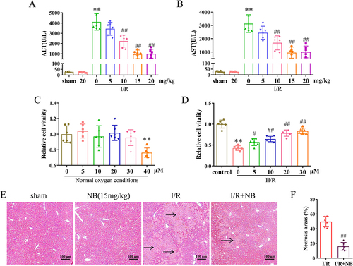 Figure 1 Nepetoidin B alleviates I/R-induced liver injury and cell damage in vivo and in vitro. (A) Serum ALT and (B) AST levels in each group (n = 6/group); (C) CCK8 assay was used to detect the effect of NB on the activity of AML12 cells under normal oxygen conditions (n = 6/group); (D) CCK8 assay was used to detect the effect of NB on the activity of AML12 cells after H/R injury (n = 6/group); (E) H&E staining (the area indicated by the black arrow indicates the necrotic area) and (F) necrotic area statistics of liver tissue in mice (n = 6/group). **P < 0.01 vs sham or control group; #P < 0.05 and ##P < 0.01 vs I/R or H/R group.