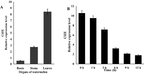 Figure 4. Expression levels of ClZE in the roots, stems and leaves of watermelon plants at the three-leaf stage (A) and in the leaves of watermelon plants under chilling–low irradiance (4°C, 100 μmol·m−2·s−1) stress (B).