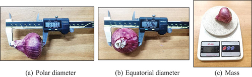 Figure 8. The determination of biometric properties of onion bulb. 1. Polar diameter, 2. Equatorial diameter, and 3. Mass.