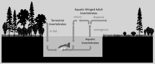 Figure 1. Movement of invertebrate prey between riparian habitats and streams.
