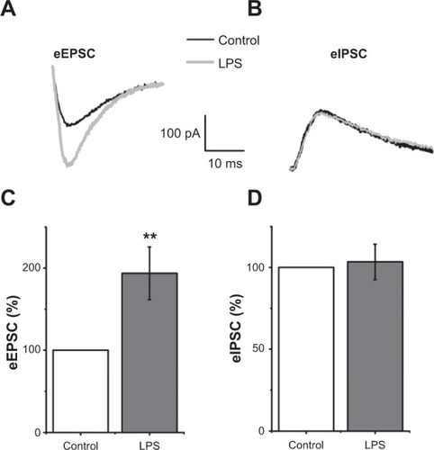 Figure 3 Lipopolysaccharide (LPS) enhanced evoked excitatory postsynaptic currents (eEPSCs) but did not modify evoked inhibitory postsynaptic currents (eIPSCs) in hippocampal CA1 pyramidal neurons.