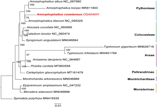 Figure 3. Maximum-likelihood phylogenetic tree of 15 related taxa and the placement of A. coaetaneus. Spirodela polyrhiza is used as an outgroup. The bootstrap support values are shown at each node. Accession numbers: Amorphophallus albus, NC_067990 (reference not available); Amorphophallus konjac, MK611803 (Hu et al. Citation2019); Amorphophallus coaetaneus, OQ404947 (this study); Amorphophallus titanium, NC_056329 (reference not available); Alocasia cucullata, NC_060696 (Low et al. Citation2021); Caladium bicolor, NC_060474 (reference not available); Syngonium angustatum, MN046894 (Henriquez et al. Citation2020a); Typhonium giganteum, MN626718 (Kim et al. Citation2020); Typhonium trifoliatum, MW451769 (reference not available); arisaema decipiens, NC_064687 (reference not available); pinellia cordata, MT863558 (reference not available); carlephyton glaucophyllum, MT161478 (reference not available); montrichardia arborescens, MN046889 (Henriquez et al. Citation2020a); epipremnum amplissimum, NC_047232 (Henriquez et al. Citation2020b); monstera adansonii, MN046888 (Henriquez et al. Citation2020b); Spirodela polyrhiza, MN419335 (reference not available).