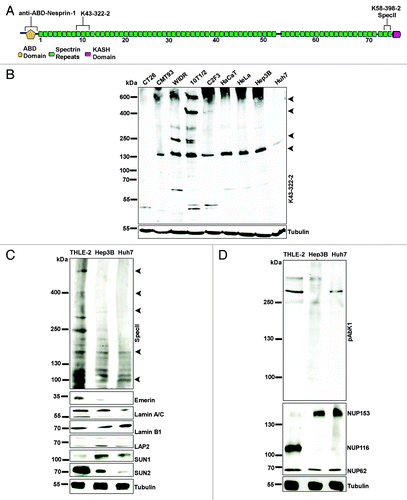 Figure 1. Nesprin-1 isoforms in various cell lines. (A) Location of the binding sites of Nesprin-1 antibodies. The largest isoform Nesprin-1 Giant is depicted. ABD, actin binding domain. (B) Lysates of the indicated cell lines were separated on a 3–15% SDS-PA gradient gel and probed with mAb K43–322–2 to detect N-terminal isoforms. Arrow heads point to proteins discussed in the main text. (C) Nesprin-1 expression in THLE-2, Hep3B, and Huh7 cells using anti-Nesprin-1 SpecII directed against the C-terminus. The blots were probed with Emerin, Lamin A/C, Lamin B1, LAP2, SUN1, and SUN2 antibodies. Tubulin was used to assess equal loading. For (B), tubulin amounts were checked on a separate gel. (D) Presence of Nesprin-2 as detected with pAbK1 directed against the C-terminus. NPC proteins were detected with mAb414.
