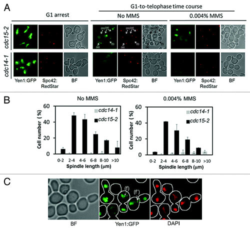 Figure 2. Yen1 re-localizes back to the nucleus in early anaphase in a Cdc14-dependent manner. Overnight YP raffinose cultures of the strains FM1799 (cdc15-2 GAL:YEN1:GFP SPC42:RedStar) and FM1804 (cdc14-1 GAL:YEN1:GFP SPC42:RedStar) were first arrested in G1 with αF for 3 h in the growth media. Next, galactose 2% (w/v) was added and the culture was left blocked in G1 for another 2 h. They then were split into 2 fresh YP glucose media, one of them containing MMS 0.004% (v/v), and finally released into a synchronous cell cycle at 37 °C for 4 h. (A) Representative micrographs of z-stack maximum projections from the G1 blocks after 2 h of galactose addition (G1 arrest), and about 100–120 min after the G1 release at 37 °C with or without MMS. The label (m) points to an S/G2 cell with an unaligned ~2 μm spindle (i.e., distance between SPBs) and no nuclear Yen1-GFP signal; the label (a) points to examples of cells in early anaphase according to spindle orientation and length, all with a visible nuclear Yen1; and the label (t) points to a cell already blocked in telophase with a much fainter nuclear Yen1 signal. (B) Percentage of cells with nuclear Yen1-GFP relative to the distance between SPBs (mean ± SEM, n = 3). Only budded cells with 2 SPBs were counted. (C) A sample from the FM1799 G1-to-telophase time course in MMS was treated with DAPI to address if foci colocalized with nuclear DNA. The label (f) points to an example of a cell in anaphase with foci within the main nuclear DNA mass, whereas the label (f') points to a cell in anaphase with foci located between the 2 segregated nuclear masses. BF, bright field.