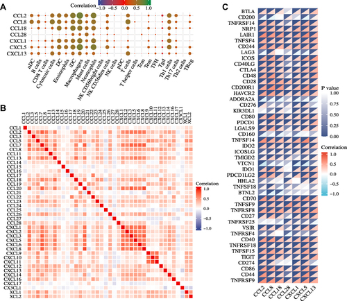 Figure 3 Correlations between seven prognosis-related chemokines expression and immune cell pathway or immune checkpoint molecules in GBM from the TCGA dataset. (A) Correlations between the infiltration of immune cells and the expression of the indicated chemokines. (B) Correlations between different chemokines in GBM. (C) Correlation analysis of the indicated chemokines expression levels with 40 common immune checkpoint genes in GBM.