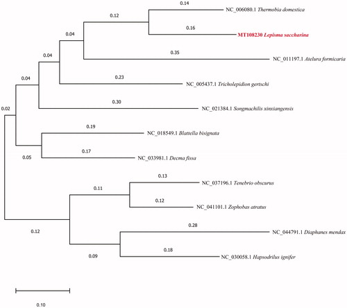 Figure 1. The maximum-likelihood phylogenetic tree of L. saccharina and 10 other species from Insecta based on mitogenome DNA sequences.