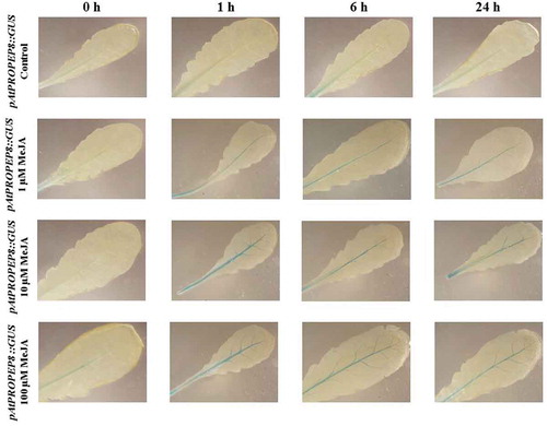 Figure 6. Patterns of GUS staining in leaves of Arabidopsis carrying pAtPROPEP8::GUS reporter construct, treated with Methyl Jasmonate (MeJA). 0 h: 0 time point; 1 h: one hour after treatment; 6 h: six hours after treatment; 24 h: 24 hours after treatment.