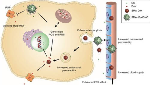 Figure 11 Possible mechanisms by which SMA-tDodSNO potentiates the anticancer efficacy of SMA-Dox and Dox.Notes: Due to sustained NO release, the vessels can be dilated and blood supply to the tumor can be enhanced, rendering vessels permeable to SMA-Dox. Endocytosis of SMA-Dox could also be enhanced when combined with SMA-tDodSNO. Endosomal escape of SMA-Dox could be facilitated, given the higher endosomal membrane permeability caused by SMA-tDodSNO treatment. In addition, SMA-tDodSNO as an NO-releasing agent can sensitize cancer cells to chemotherapeutic drugs such as Dox.Abbreviations: Dox, doxorubicin; EPR, enhanced permeability and retention; NO, nitric oxide; RNS, reactive nitrogen species; ROS, reactive nitrogen species; SMA, polystyrene-maleic acid; tDodSNO, tert-dodecane S-nitrosothiol.