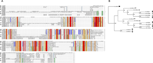 Figure 9. Sequence and phylogenetic analyses of ATG4 proteins. (A) Amino acid sequence of yeast, D. melanogaster, C. elegans, human and mouse ATG4 proteins. The multiple alignment was performed with the ClustalX program. Gaps are indicated by hyphens. The analysis of the alignment was performed with jalview (version 2.2). Coloring was applied according to both amino-acid identity percentage and conservation (threshold value = 7.5). Amino-acids highlighted in red represent conserved residues with 100% of identity among all depicted species. Amino-acids highlighted in orange represent residues with a high degree of similarity involving only conservative substitutions. Amino-acids highlighted in yellow show residues in which a high degree of similarity is found, even when non-conservative substitutions occur in some species. Dark blue and dark green represent residues with 100% of identity in the ATG4AB and ATG4C ATG4D subfamilies, respectively. Light blue and light green represent residues which high degree of conservation (involving only conservative substitutions) in the ATG4AB and ATG4C ATG4D subfamilies, respectively. (B) Phylogenetic tree of the ATG4 family. Amino acid sequences of the different A. thaliana, C. elegans, D. melanogaster, human and mouse ATG4 proteins were aligned using the Phylip program package (version 3.6). Numbers represent reliability values after bootstrapping the data. Percentage of identity between the different ATG4s members: ATG4A vs ATG4B: 57%; ATG4A vs ATG4C: 30%; ATG4A vs ATG4D: 32.76%; ATG4B vs ATG4C: 28.38%; ATG4B vs ATG4D: 30.73 and ATG4C vs ATG4D: 46.39%.