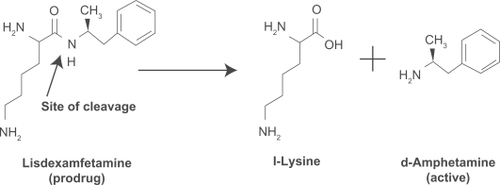 Figure 1 Enzymatic conversion of LDX to active d-amphetamine.