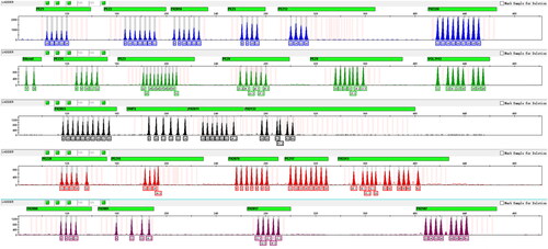 Figure 2. Allelic ladder of Canine 25 A kit, constructed with 24 STR loci and amelogenin.