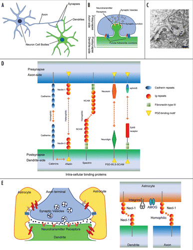 Figure 1 (A) Synapses are formed at the contact points between axons and dendrites of their target neurons. (B) At synapses, at least two types of intercellular junctions, synaptic and puncta adherentia junctions, have been recognized. Synaptic junctions are regarded as sites of neurotransmission, associated with synaptic vesicles at the presynaptic active zone where Ca2+ channels localize, and postsynaptic densities (PSDs), where neurotransmitter receptors localize. Puncta adherentia junctions, which are not associated with synaptic vesicles or PSDs, appear to be ultrastructurally similar to adherence junctions of epithelial cells. (C) Electron microscopic morphology of the synapses between the mossy fiber terminals and the dendrites of pyramidal cells in the CA3 area of the hippocampus. Arrows indicate PAJs. Arrow heads indicate SJs. D: dendrite. S: dendritic spine. MT: mossy fiber terminal. Scale bar, 200 nm. (D) Molecular composition of the synapse. Many of these adhesion molecules possess a binding motif that binds to PDZ proteins. These interactions associate with each other and lead to the formation of a multi-molecular scaffold beneath both the pre- and post-synaptic membranes. (E) Astrocytes have many characteristic processes and ensheath synaptic junctions in the brain, but do not form myelin. Necl-1 localizes at the contact sites between axon terminals and glia cell processes and interacts homophilically.