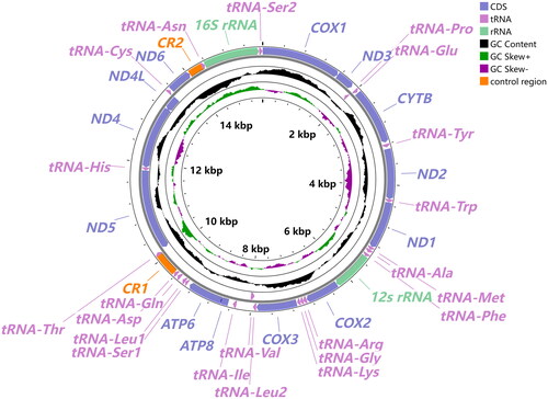 Figure 2. The circular representation of the complete mitogenome of O. phaseoli. The innermost and Middle circles depict the GC-skew and GC content, respectively. The outermost circle indicates the arrangements of genes: inner genes from the reverse strand, and outer genes from the forward strand, with PCGs in bluish violet, rRNAs in light green, and tRNAs in light purple. Different colors are used to show different functional categories, as shown in the upper right of the picture.