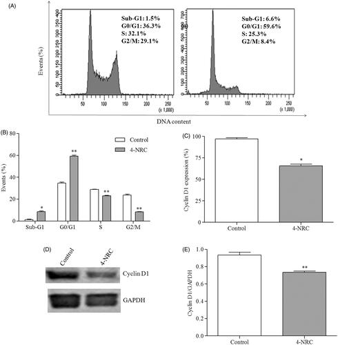 Figure 4. Effects of 4-NRC on the cell cycle and cyclin D1 expression in K562 cells. (A) Representative histograms of the analysis of cell cycle in K562 cells following 24 h treatment with 4-NRC (27 μM). (B) Effects of 4-NRC on cell cycle progression, presented as the percentage of cells in the sub G1, G1, S and G2 phases. Flow cytometry (C) and western blot (D and E) cyclin D1 expression analysis in K562 following treatment with 4-NRC (27 μM) for 24 h. Values represent the means ± SD of two or three independent experiments (*p < 0.05 and **p < 0.001 vs. control).