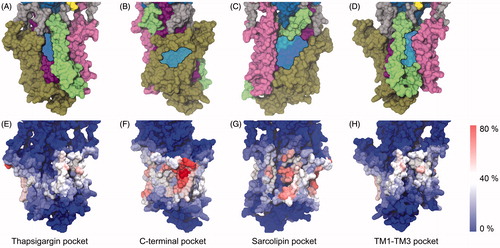 Figure 4. (A–D) Potential binding pockets on the TM surface of SERCA (PDB ID 2C8K). SERCA is shown in surface representation with TM1-2 colored pink, TM3–4 green, TM5–6 purple and TM7–10 brown. Blue, transparent patches indicate the cavities. (E–H) Residues in SERCA colored based on their level of interaction with cholesterol. The view angles as the same as those in panels A–D. The color scale goes from red (cholesterol contact registered in 80% of the ∼6000 analyzed snapshots) over white to blue (no cholesterol contact registered in the ∼6000 analyzed snapshots). Panels (A) and (E) The thapsigargin binding pocket; (B) and (F) The C-terminal pocket; (C) and (G) The sarcolipin binding pocket; (D) and (H) The TM1–TM3 pocket.