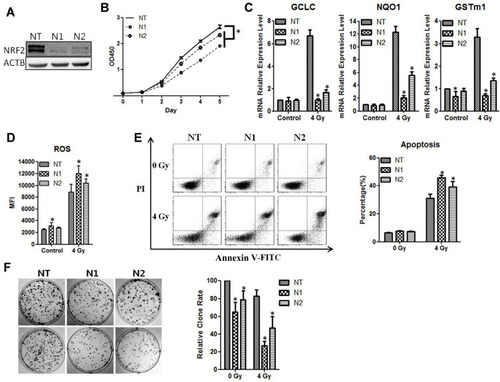 Figure 3 CNE2 has enhanced sensitivity to radiotherapy with NRF2 knockdown. (A), The CNE2 cells were infected with retroviruses containing NRF2 shRNAs. The efficiency of knockdown was examined with Western blotting. (B), The cell proliferation of NRF2-depleted CNE2 cells was measured with the CCK-8 assay. (C), The CNE2 cells with NRF2 depletion were exposed to 4Gy radiation. 24 hours later total RNA was extracted, and the mRNA level of anti-ROS genes was detected with qPCR. (D), The NRF2–depleted CNE2 cells were exposed to 4 Gy radiation. 24 hours later the level of ROS was detected. (E), The NRF2-depleted CNE2 cells were exposed to 4 Gy radiation. 48 hours later cell apoptosis was detected with flow cytometry. (F), The NRF2-depleted CNE2 cells were plated on six-well plates at 500 cells per well. After 24 hours of culture, they received 4 Gy radiation. After the replacement with fresh medium, the cells were cultured continuously for 14 days and were subjected to crystal violet staining. All experiments were repeated three times with similar results. The data are the mean ± SD of values from three experiments. *P< 0.05.