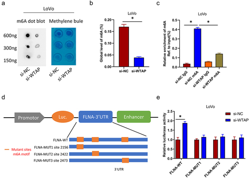 Figure 4. WTAP regulates FLNA expression by m6A. a: m6A dot blot analysis of m6A levels of isolated poly (a) + RNAs in total RNA from WTAP-knockdown LoVo cells. Corresponding RNA was loaded equally at 2-fold serial dilutions of 600 ng, 300 ng, and 150 ng, and methylene blue staining was used as loading control; b: RNA methylation quantitative analysis was used to detect the total content of m6A; c: MeRIP analysis and qRT-PCR were used to assess the m6A modification of FLNA in WTAP-silenced LoVo cells. The enrichment of m6A in each group was calculated by m6A IP/input and IgG IP/input. d: Wild-type or m6A site mutant FLNA was cloned in pGL3; e: Dual-luciferase reporter assay showed targeting of WTAP to the 3’ UTR of FLNA; * indicates P < 0.05.