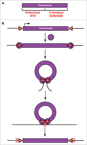 Figure 2. TIR transposase and transposition mechanism. (A) TIR Transposases have an N-terminal DNA binding domain with HTH motifs and a C-terminal DDE or DDD catalytic domain. (B) For transposition, TIR transposases (purple circles) first bind to inverted repeats (red triangles, IR) flanking the element. Bound transposases then dimerize followed by cleavage of the element from surrounding sequences (black lines) and integration into a new target site (AT) resulting in target site duplication.