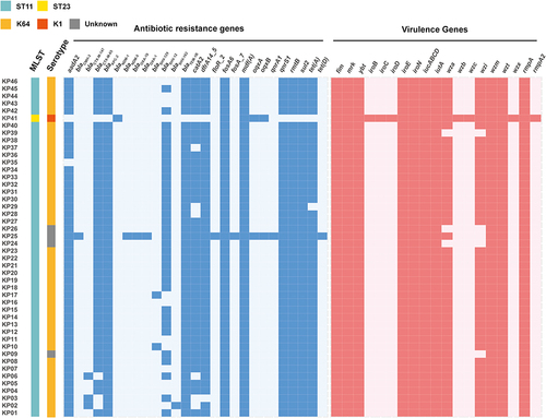 Figure 1 Genomic characteristics of 46 gut colonized hv-CRKP strains. Characteristics of virulence genes and drug resistance genes in 46 gut colonized hv-CRKP strains.