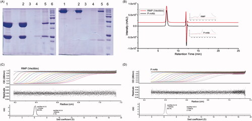 Figure 6. Comparative analysis of size and aggregates of P-mAb and RMP: (A) SDS-PAGE analysis in reducing (left) and non-reducing (right) conditions (Lane 1: RMP; 2: concentrated sample of purified P-mAb; 3: P-mAb pass through; 4: P-mAb pass through of protein A chromatography; 5: cell free broth; 6: protein marker), (B) SEC-HPLC chromatography of purified P-mAb (inset showed a zoom in view at the bottom of the peaks) showing HMW aggregates, (C) Sedimentation velocity (SV) of RMP using analytical ultracentrifugation (AUC), (D) Sedimentation velocity (SV) of purified P-mAb using AUC. Antibodies were dissolved in PBS and subjected to SV AUC at 40,000 RPM at 20 °C and A280 nm scans were taken at 3 min intervals and fitted to a continuous c(s) distribution from 0 S to 20 S. Only 20 alternate scans are shown for clarity. Upper panel shows A280, middle panel shows the residuals of the fitted data, and lower panel shows c(s) distributions. (Absorbance, residuals and c(s) distribution plot).